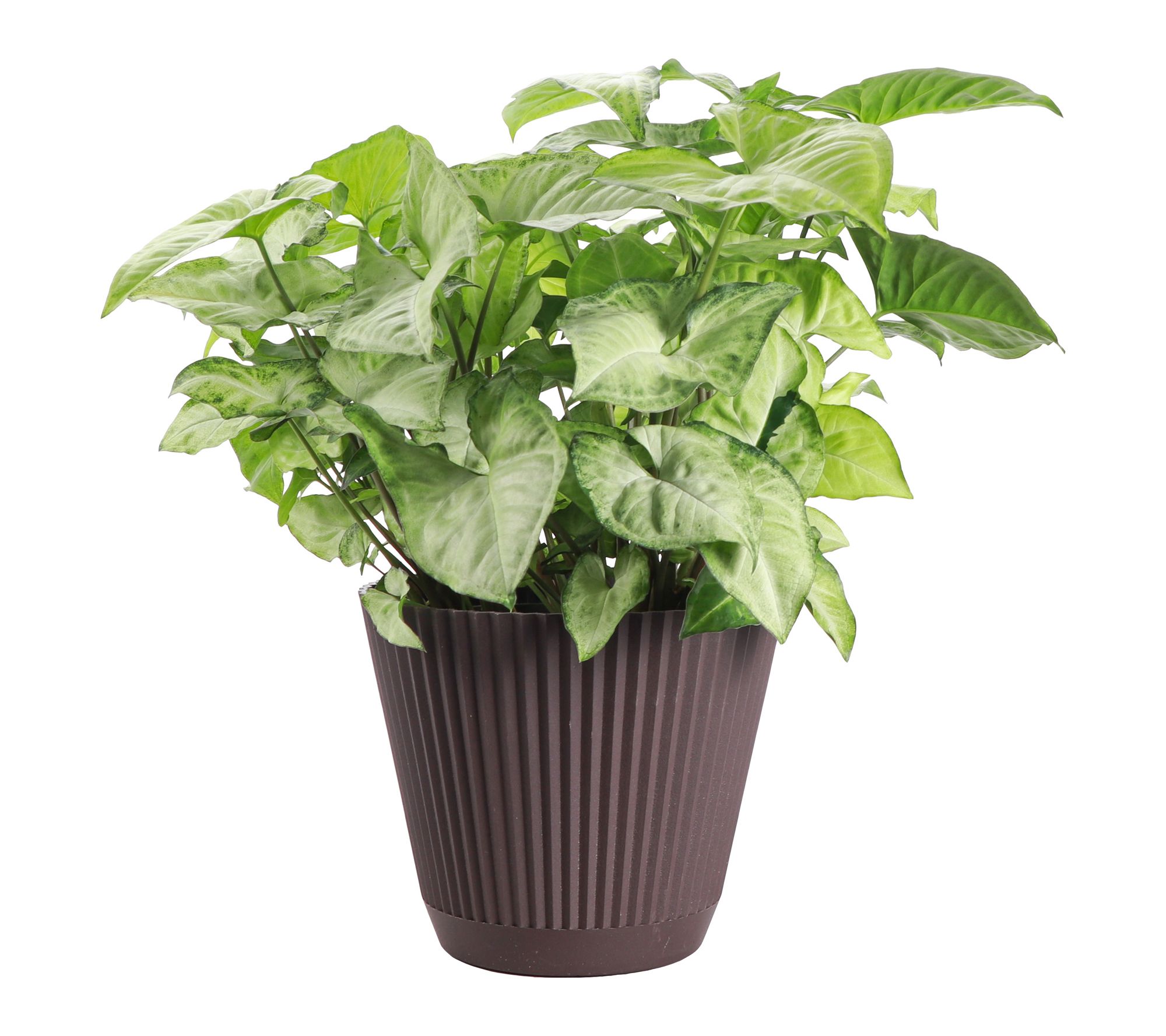 Thorsen's Greenhouse Live White Butterfly Plant in Ruffle Pot