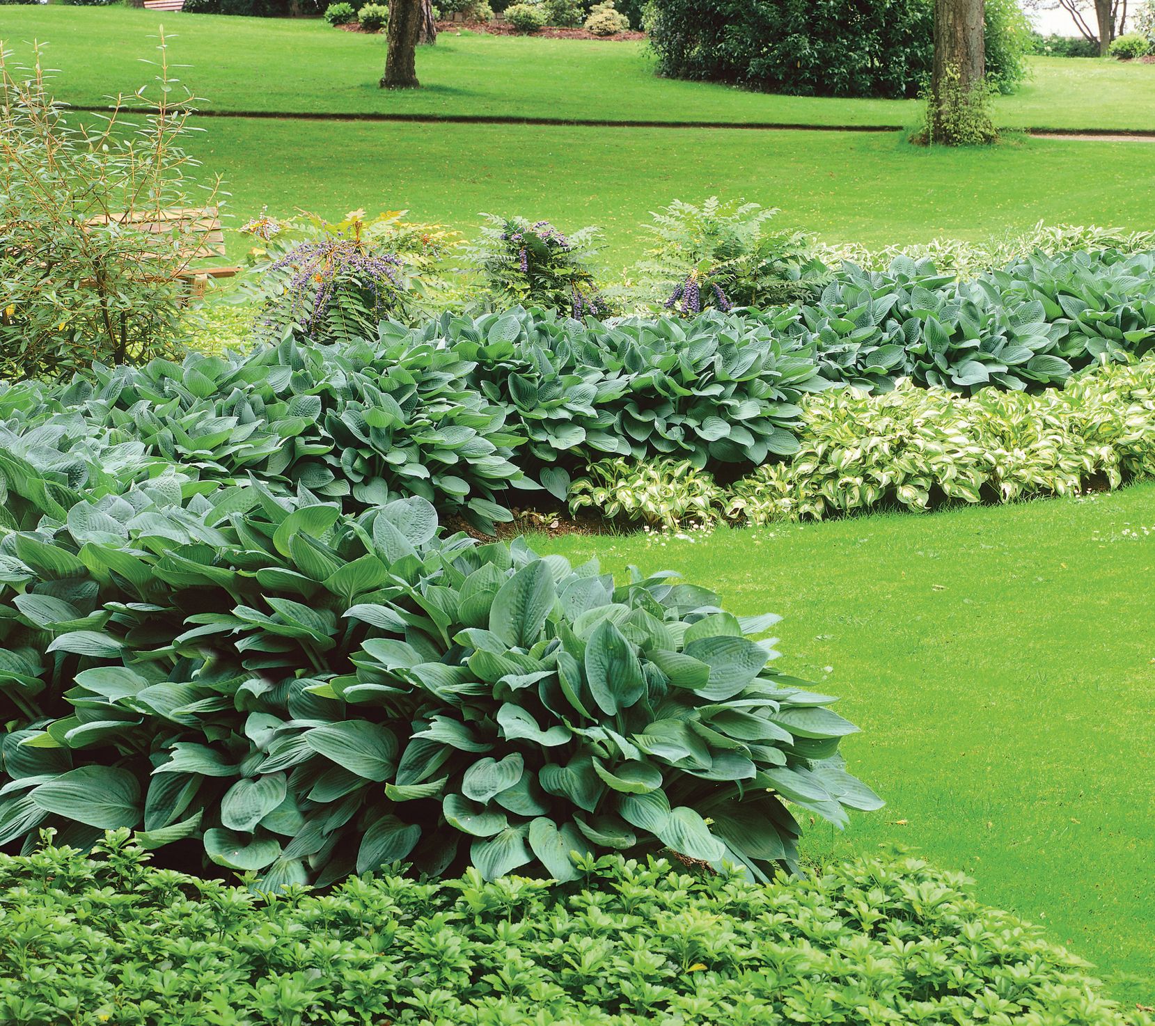 Roberta's 3-Piece Medium Sized Hosta Collection