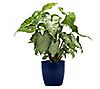 Thorsen's Greenhouse Live 4" White Butterfly in Classic Pot