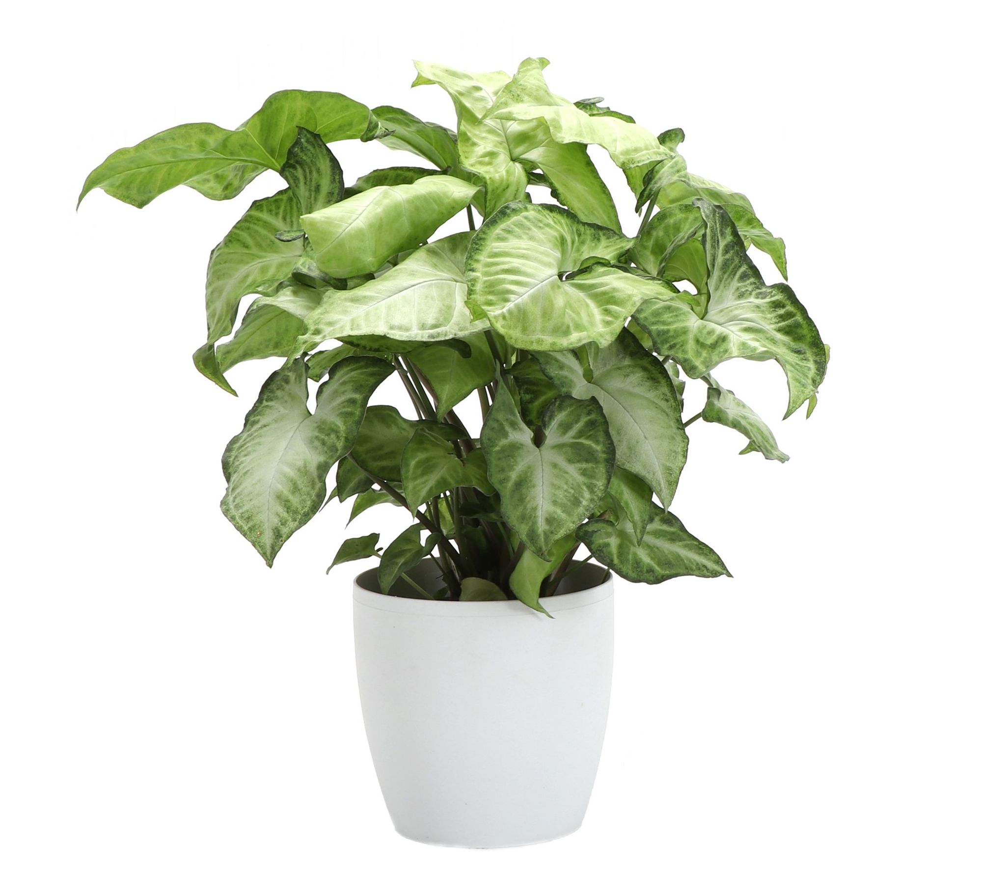 Thorsen's Greenhouse Live 4" White Butterfly in Classic Pot