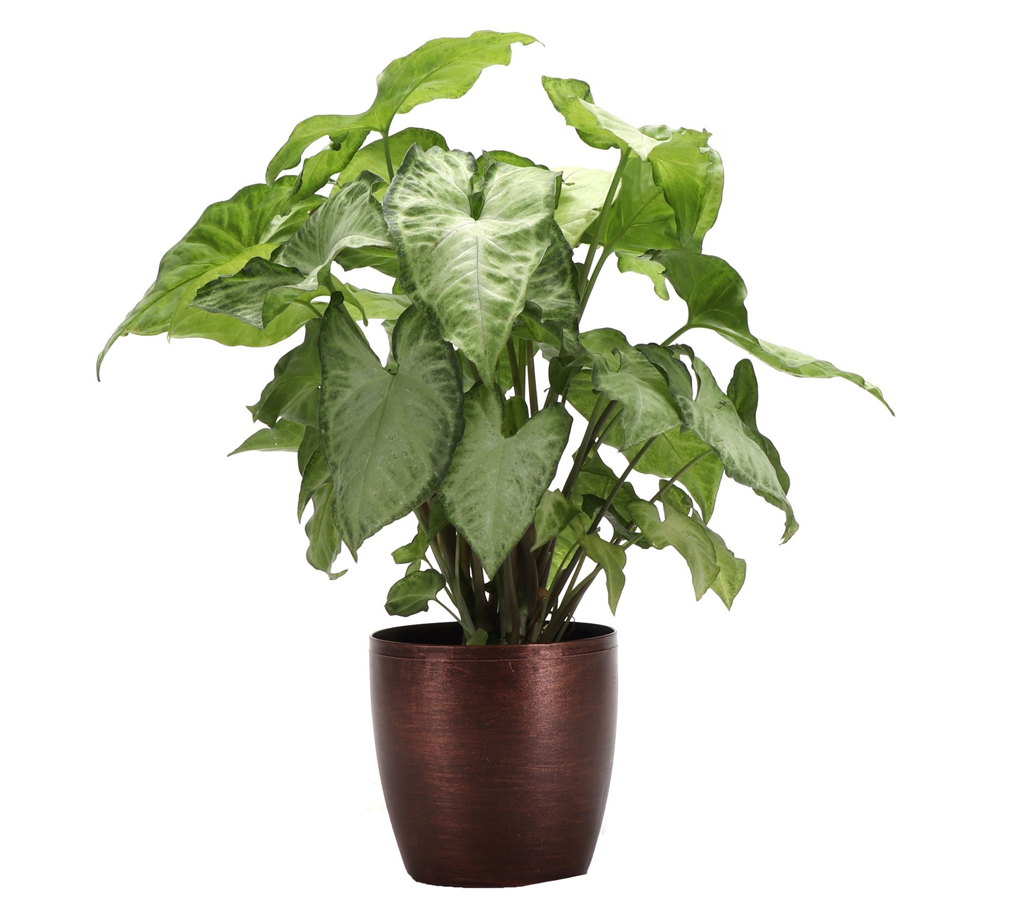 Thorsen's Greenhouse Live 4" White Butterfly in Classic Pot