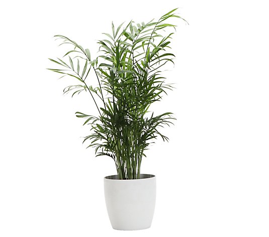 Thorsen's Greenhouse Live 4" Parlor Palm in Classic Pot