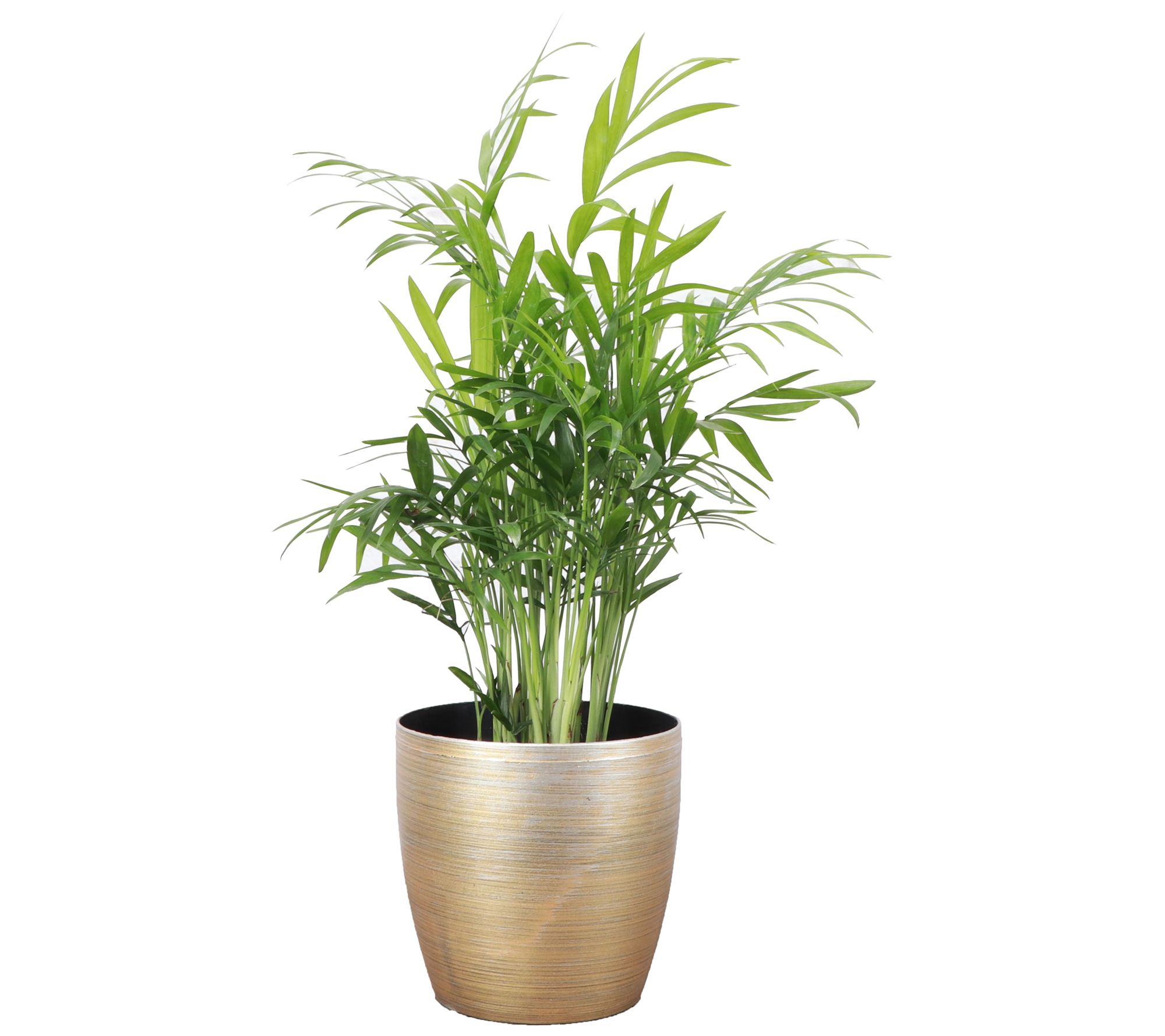 Thorsen's Greenhouse Live 4" Parlor Palm in Classic Pot