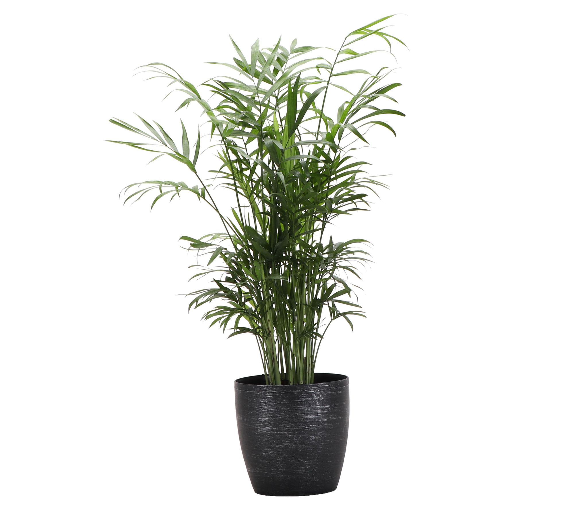 Thorsen's Greenhouse Live 4" Parlor Palm in Cla sic Pot