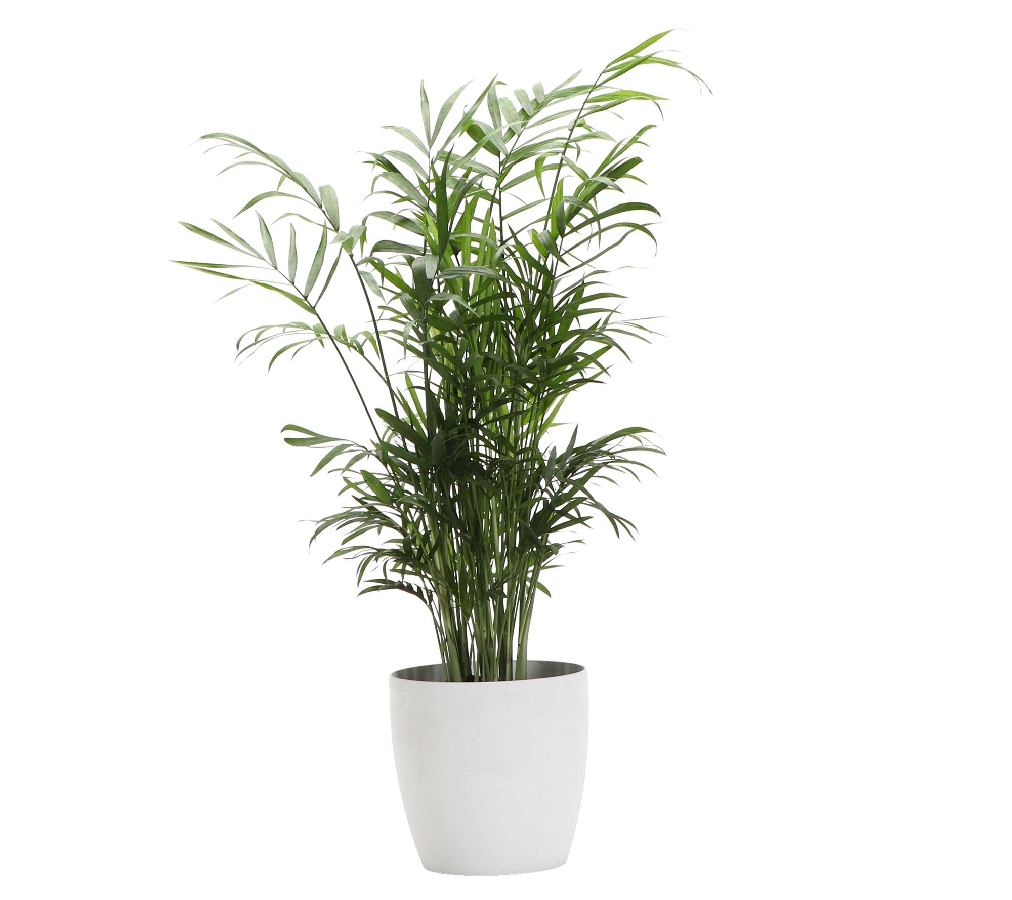 Thorsen's Greenhouse Live 4" Parlor Palm in Classic Pot
