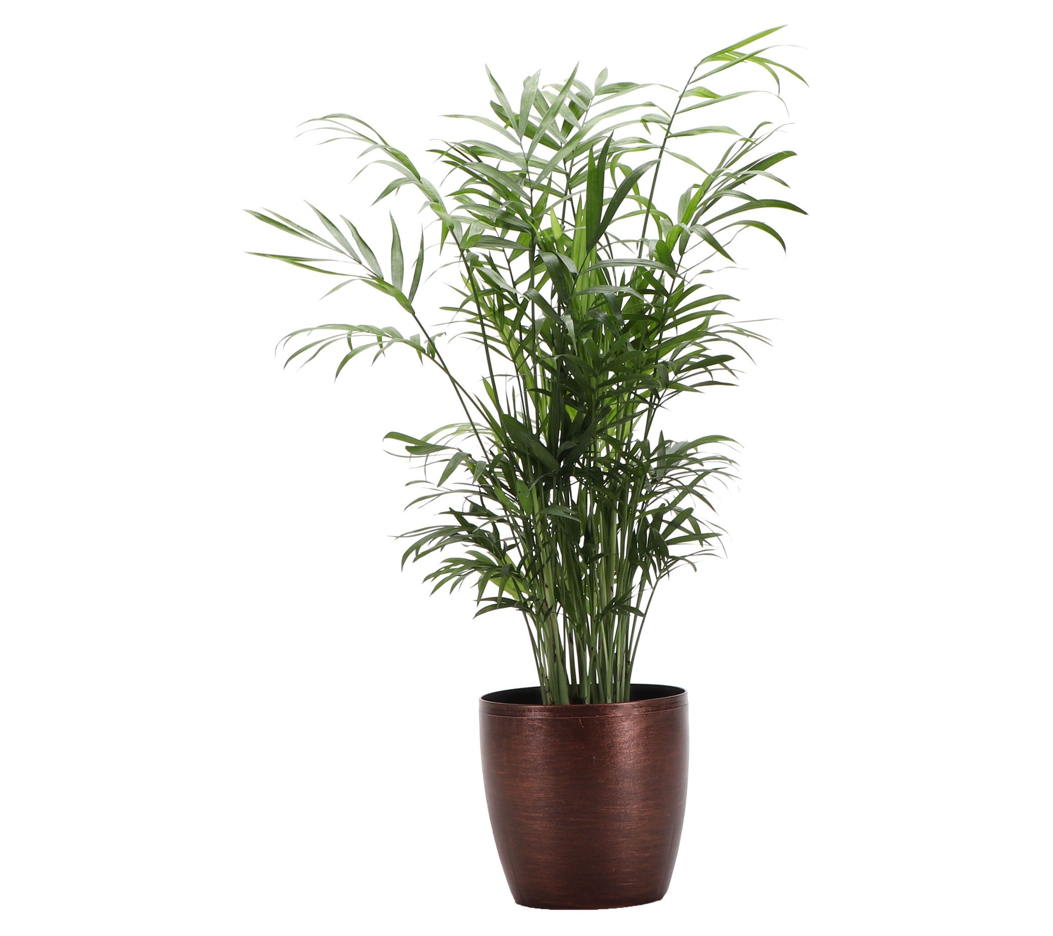 Thorsen's Greenhouse Live 4" Parlor Palm in Classic Pot