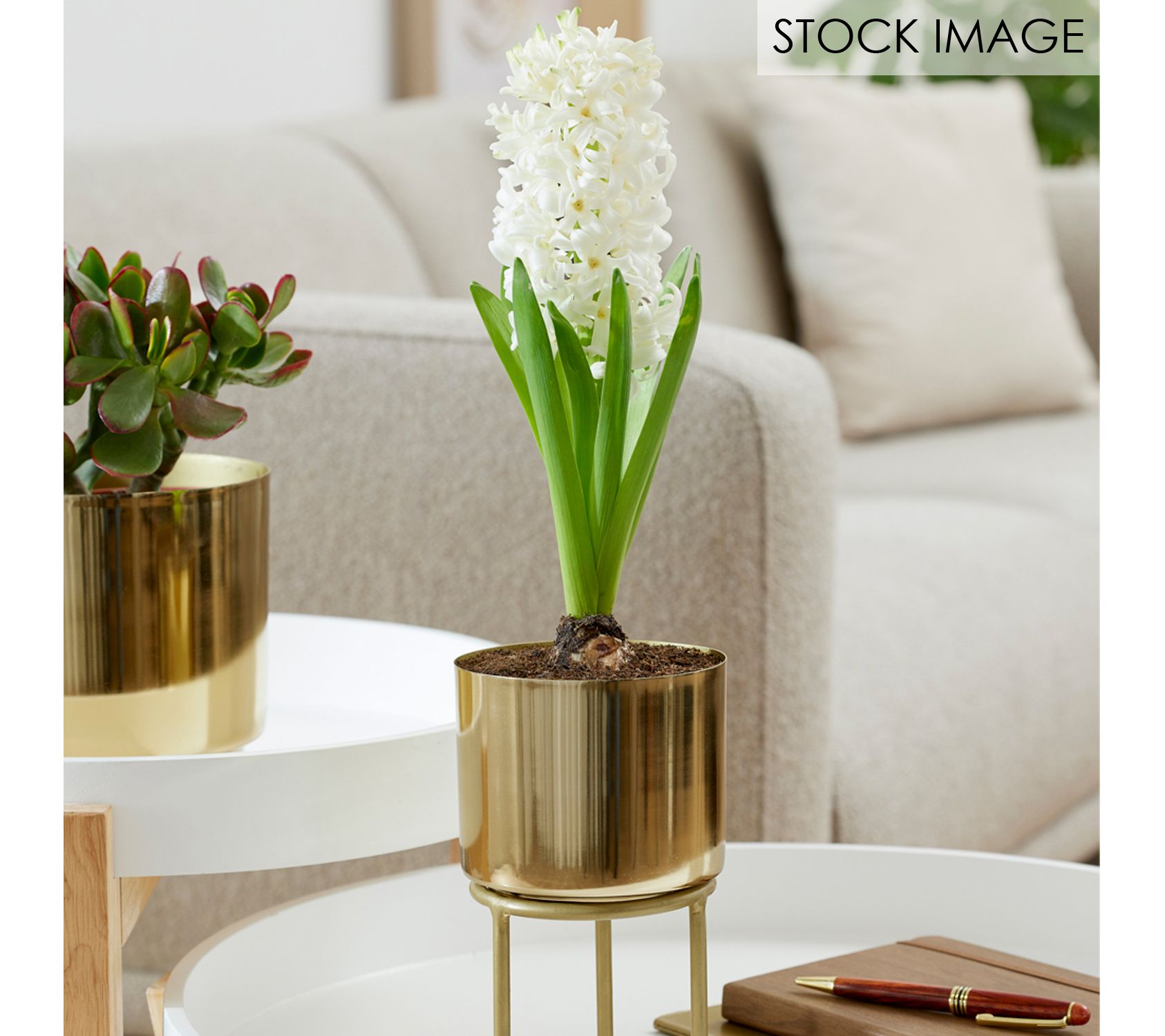 Van Zyverden Pre-Chilled Planted Hyacinth Carnegie & Planter