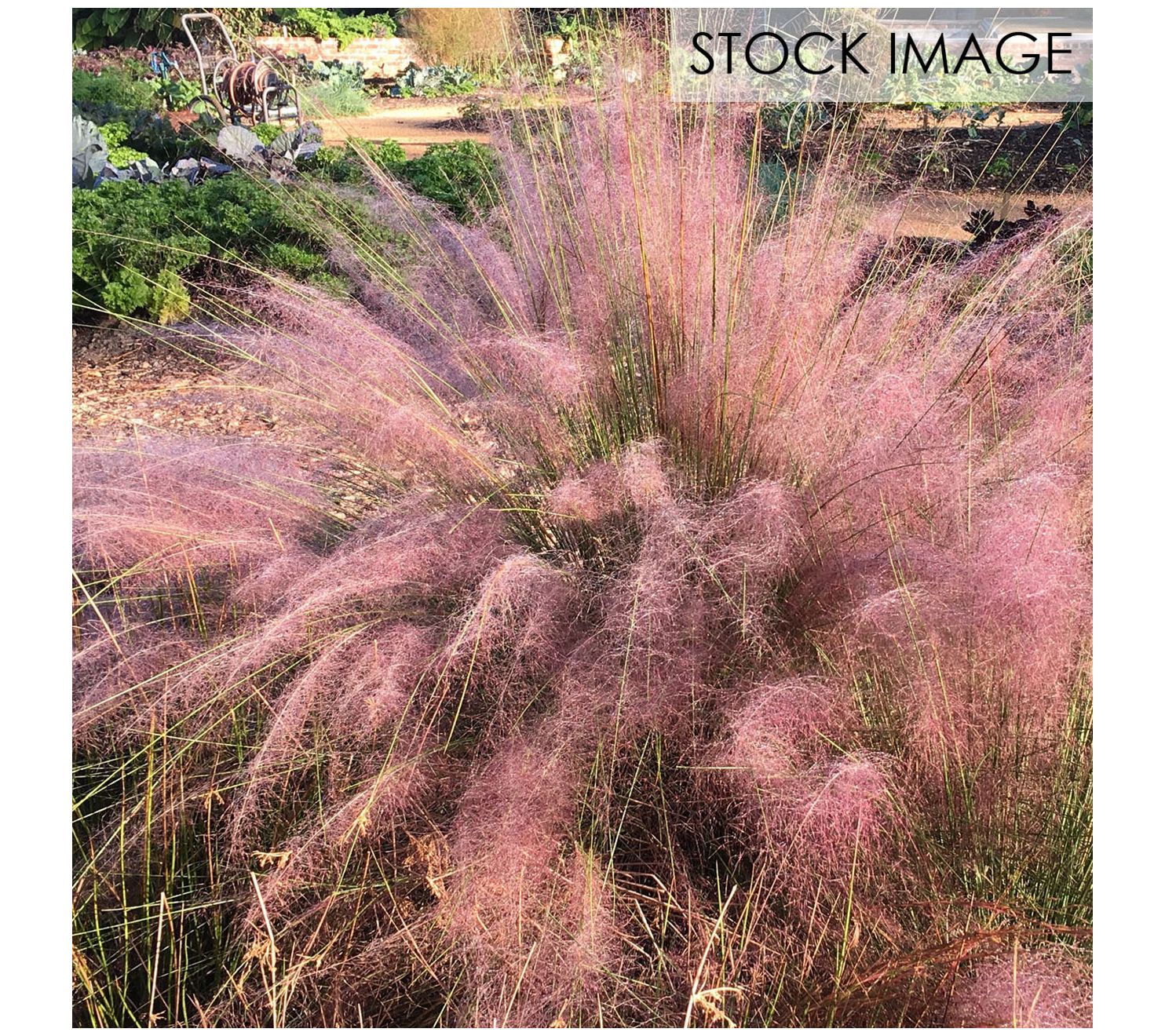 Van Zyverden Ornamental Grass Pink Muhly 1 Dormant Plant