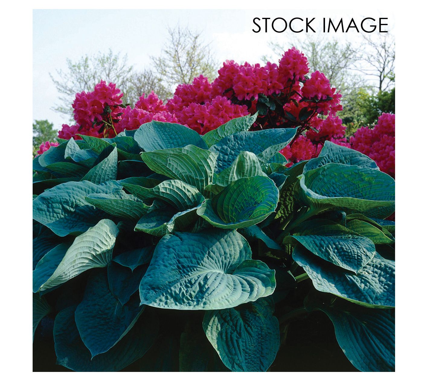 Van Zyverden Hosta Big Daddy Set of 1 Root