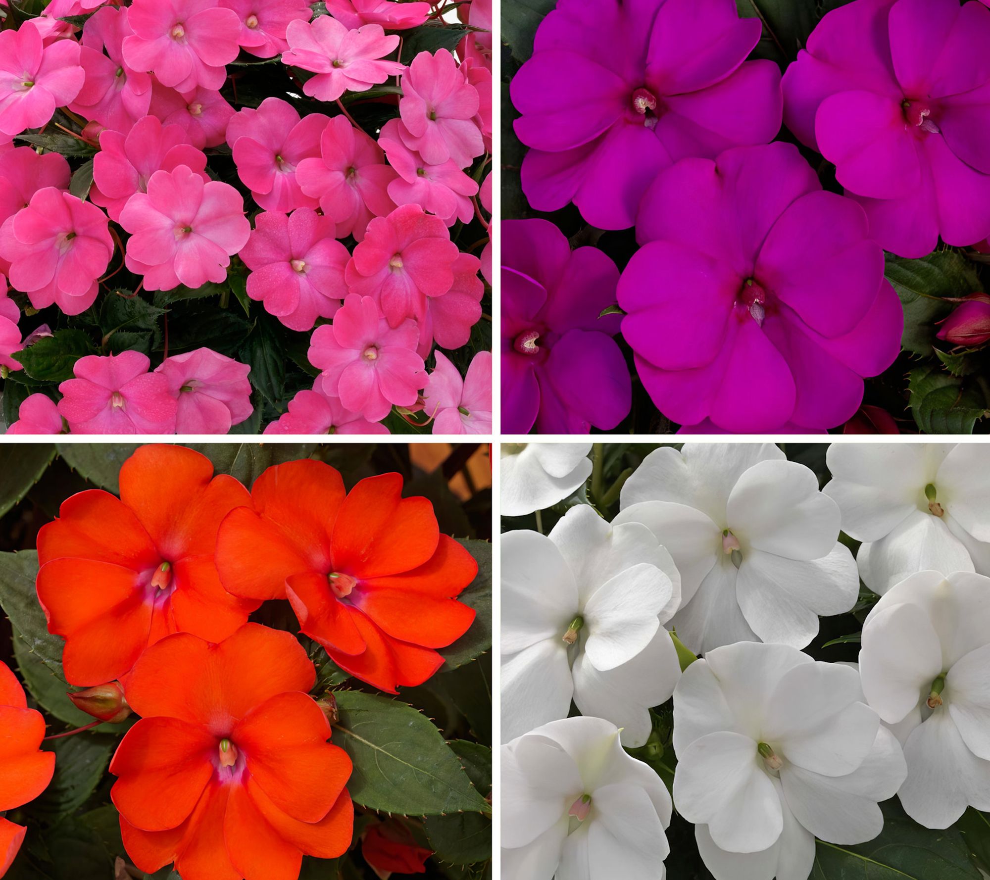 Cottage Farms 4pc Mardi Gras SunPatiens