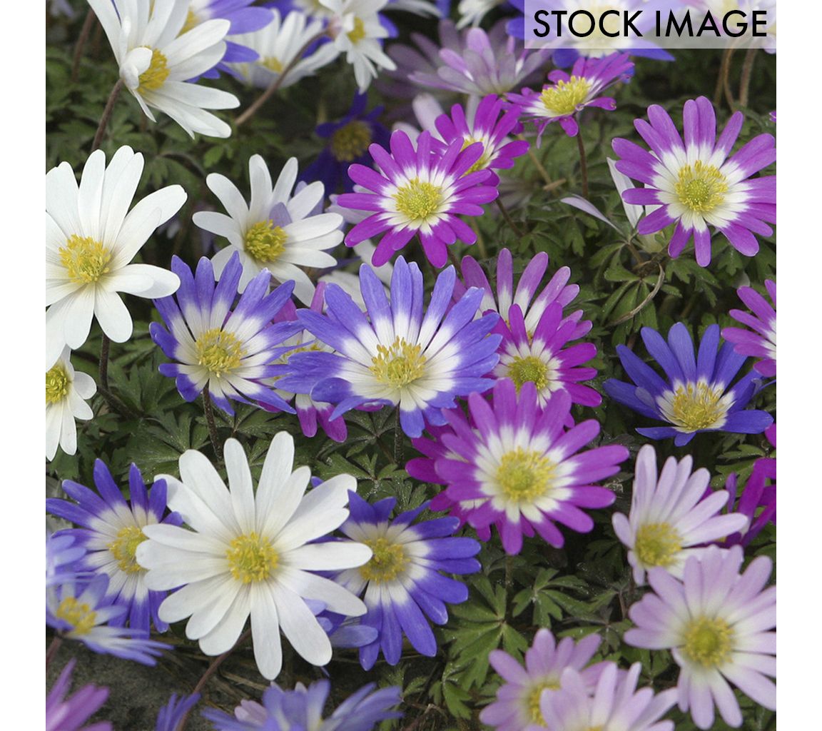 Van Zyverden Wind Flowers Anemone Blanda Mixed Set of 50 Bulbs