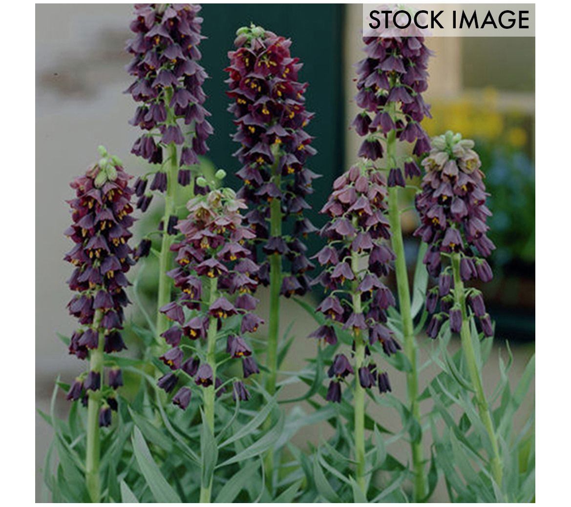 Van Zyverden Fritillaria Persica Set of 3 Bulbs