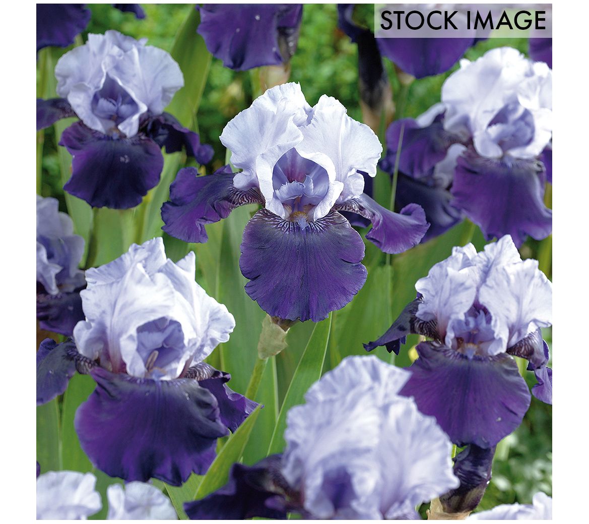 Van Zyverden Bearded Iris Best Bet Set of 3 roots