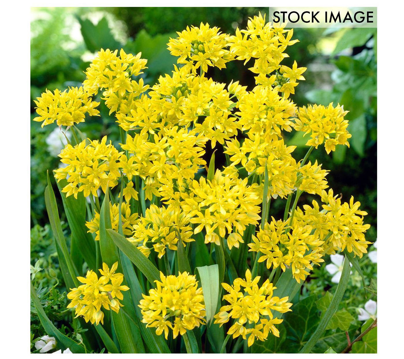 Van Zyverden Allium Collection Set of 150 bulbs