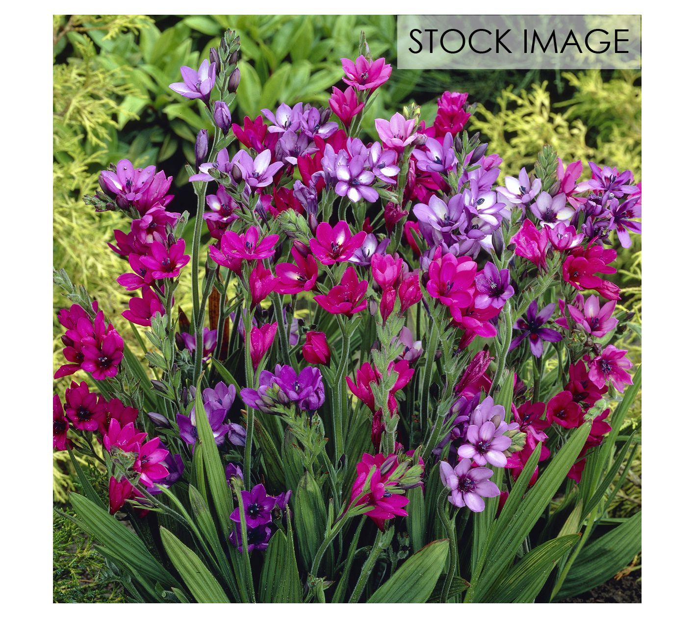 Van Zyverden Babiana Mixed Set of 25 Bulbs