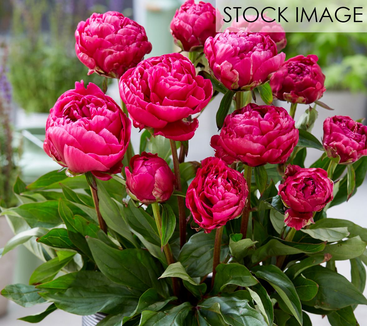 Van Zyverden Patio Peonies London For Containers Set of 1 Root