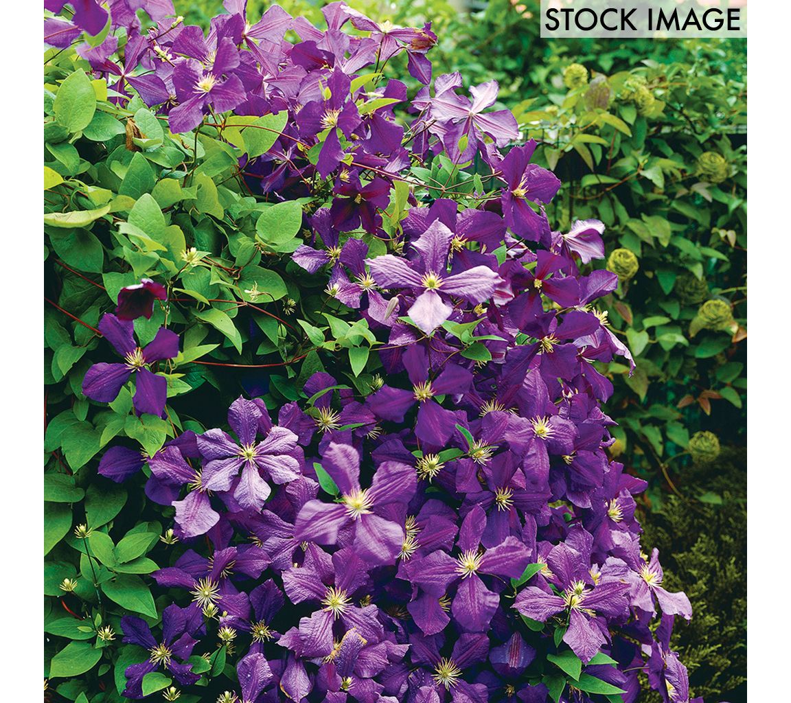 Van Zyverden Clematis Jackmanii Plant