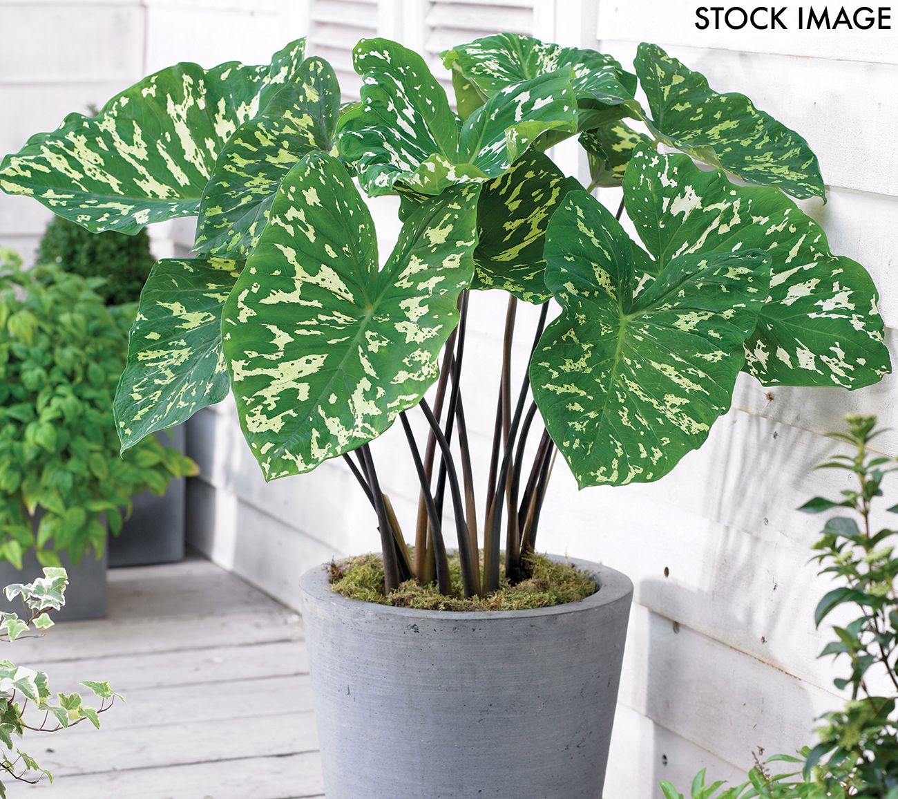 Van Zyverden Elephant Ears Hilo Beauty Set of 1Bulb