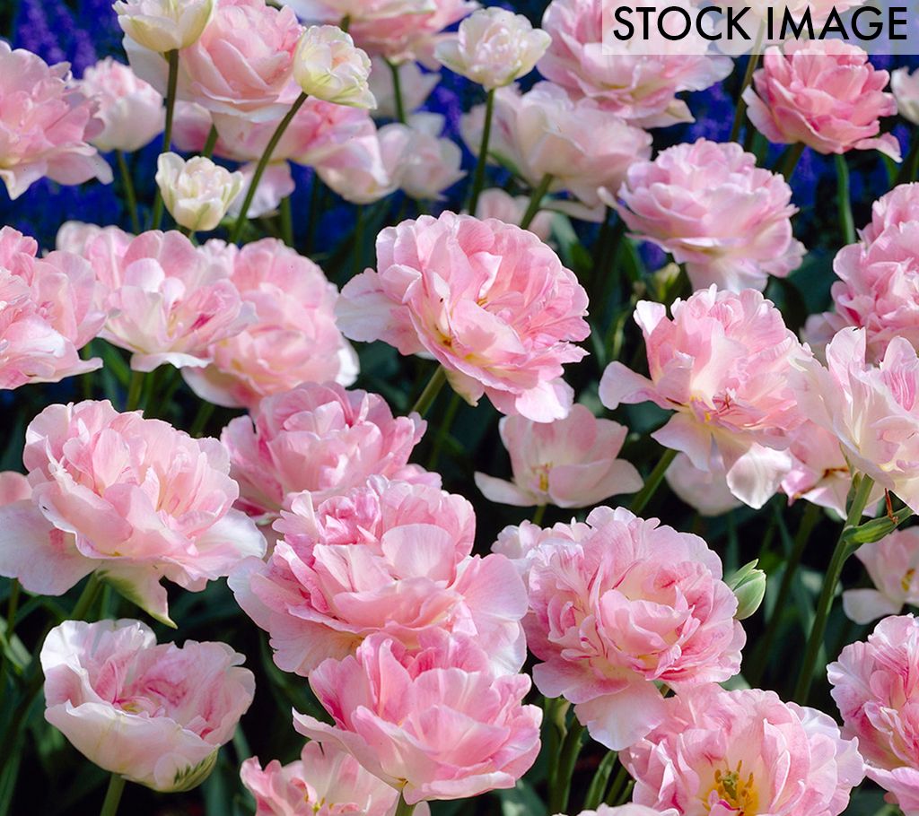 Van Zyverden Tulips Angelique, Set of 12 Bulbs