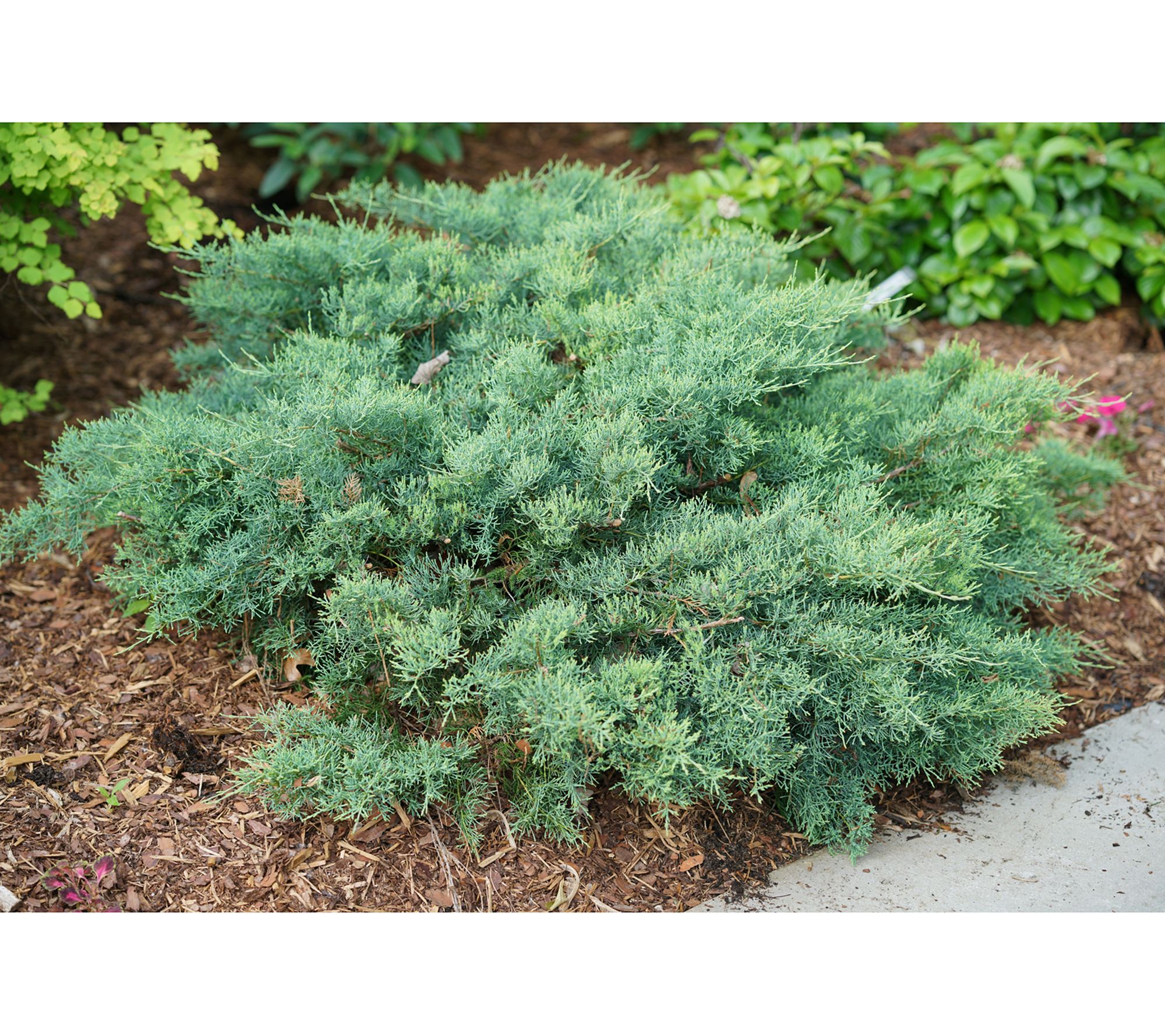 Roberta's Montana Moss Proven Winners Juniper 1 pc