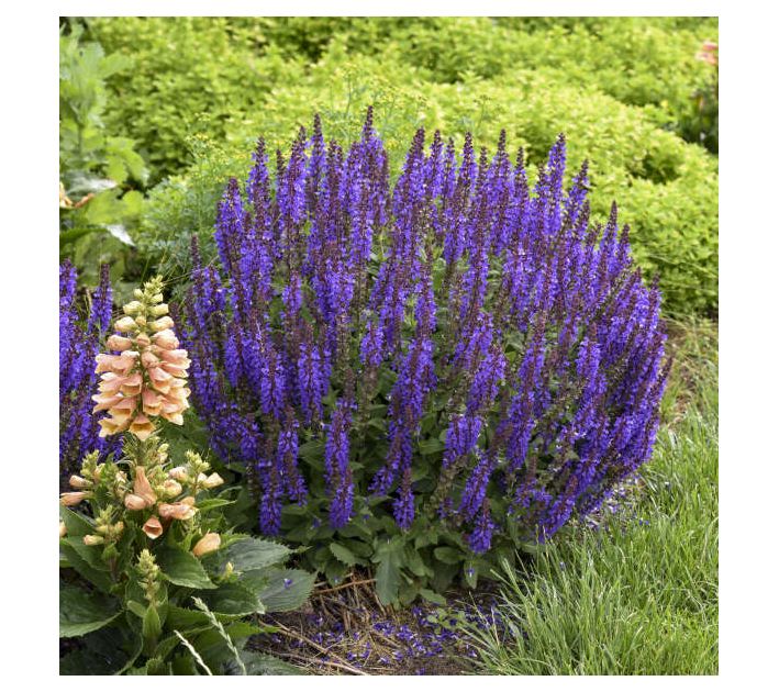 Roberta's Salvia All Violet Profusion 1pc