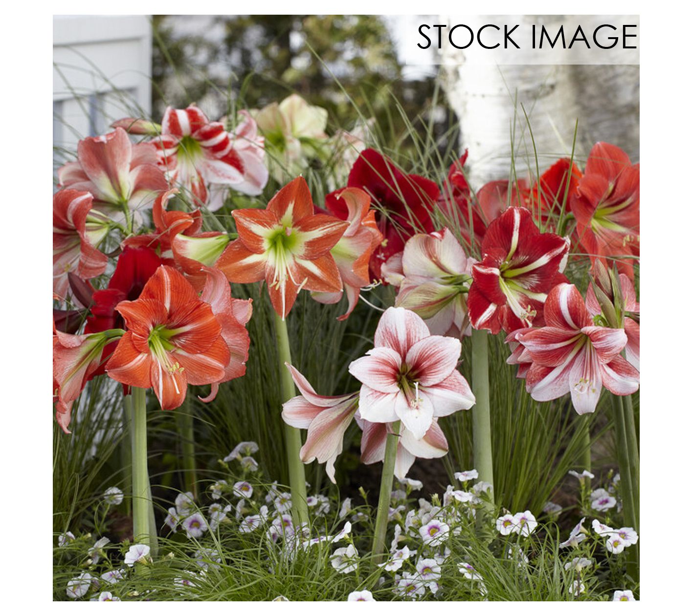 Van Zyverden Garden Amaryllis Mixed Colors Setof 5 Plants - QVC.com