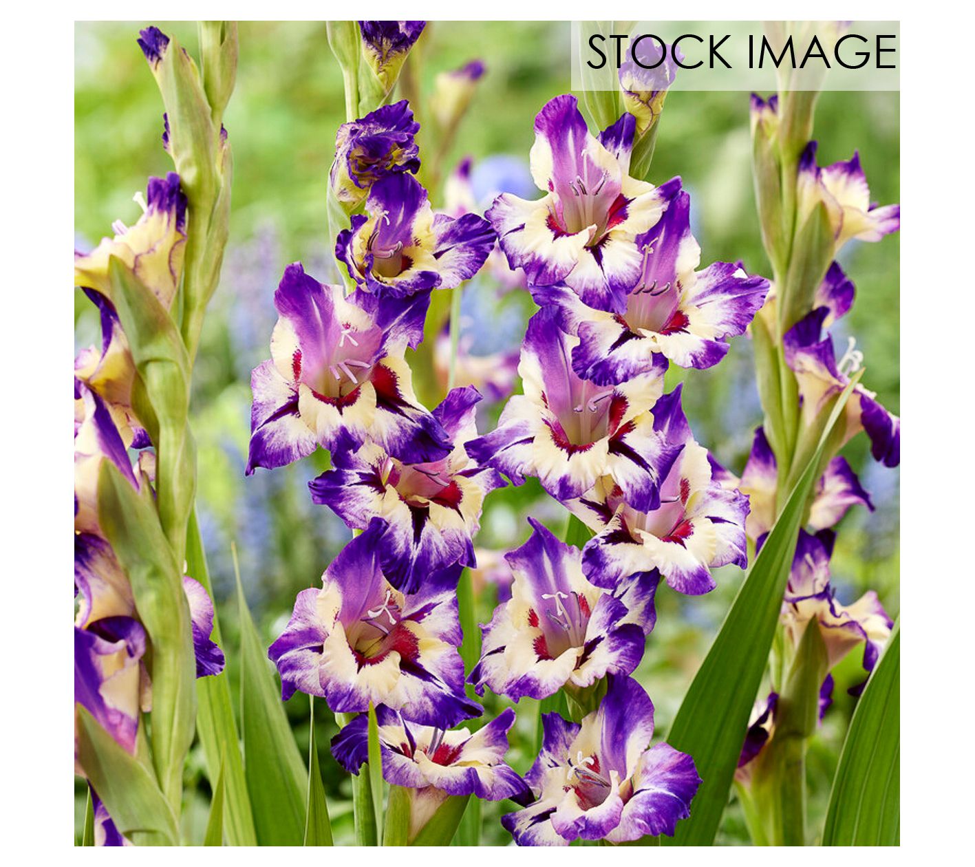 Van Zyverden Gladiolus Large Circus Color Set of 12 Bulbs