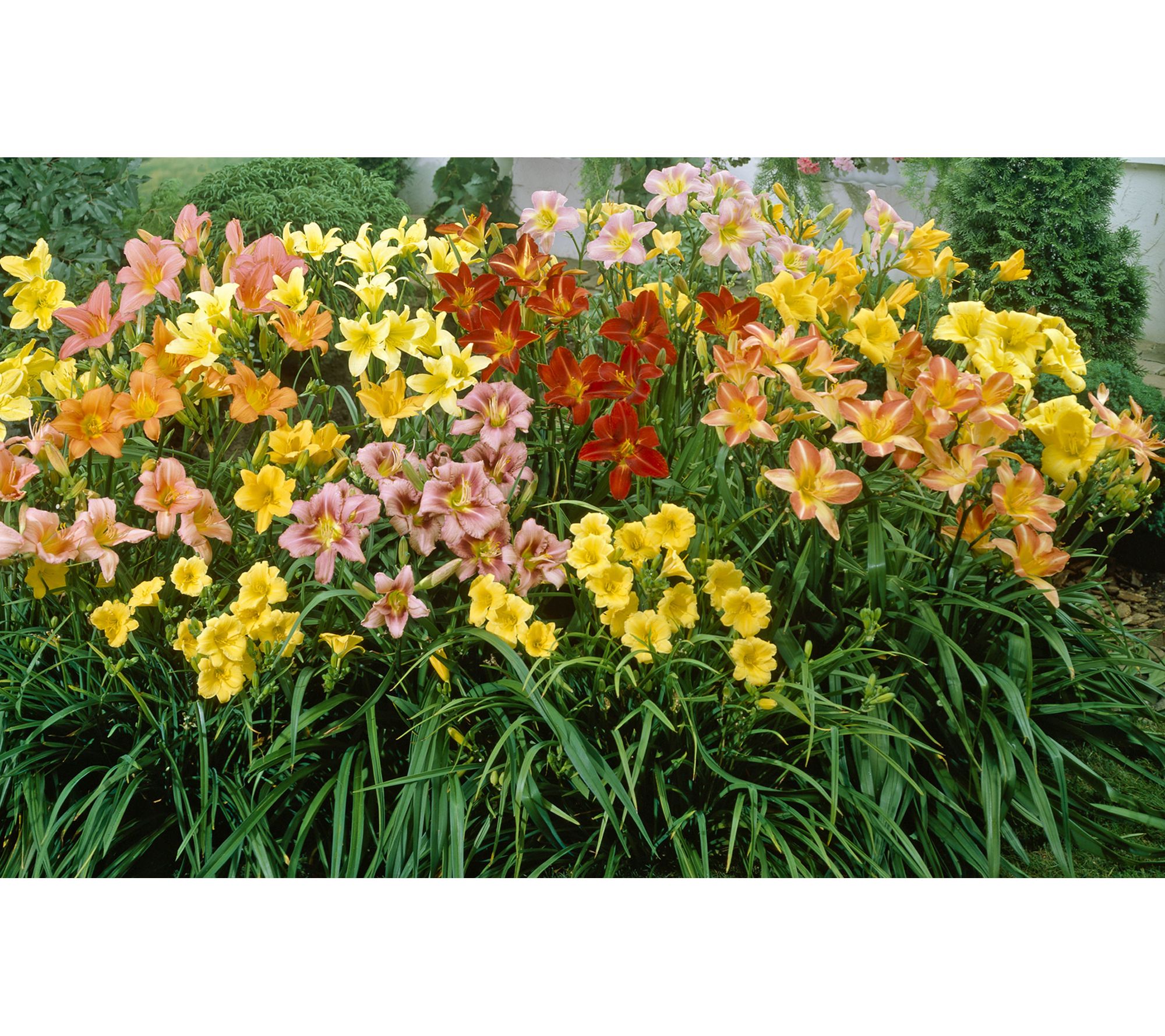 Roberta's 3 pc. Island Series Reblooming Daylilies