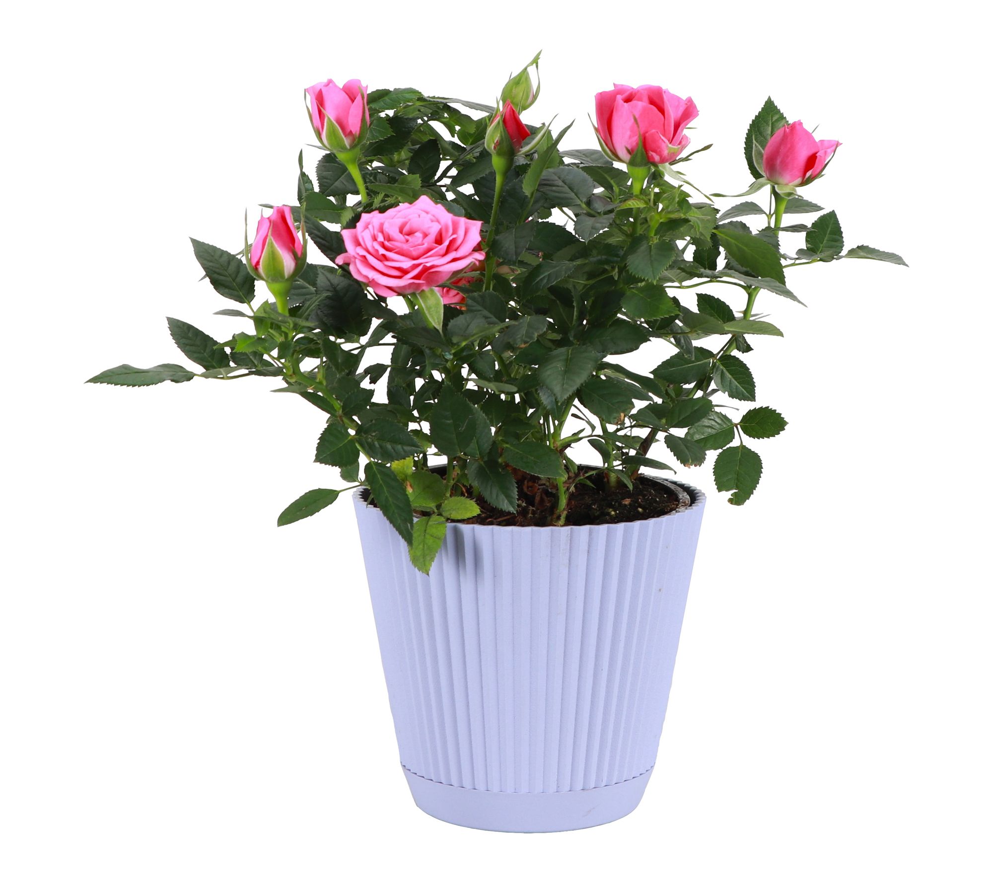 Thorsen's Greenhouse Live Pink Mini Rose Bush