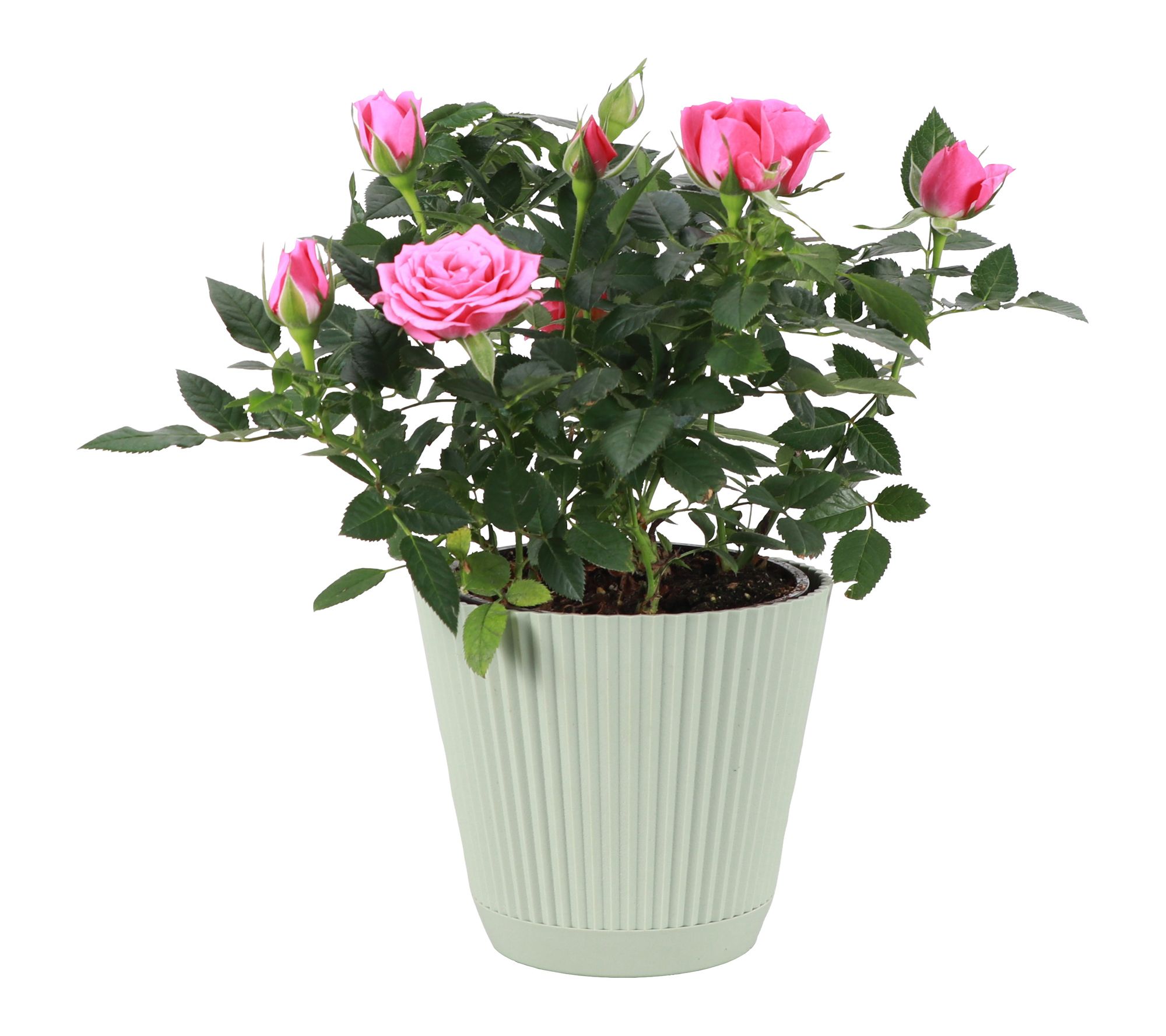Thorsen's Greenhouse Live Pink Mini Rose Bush