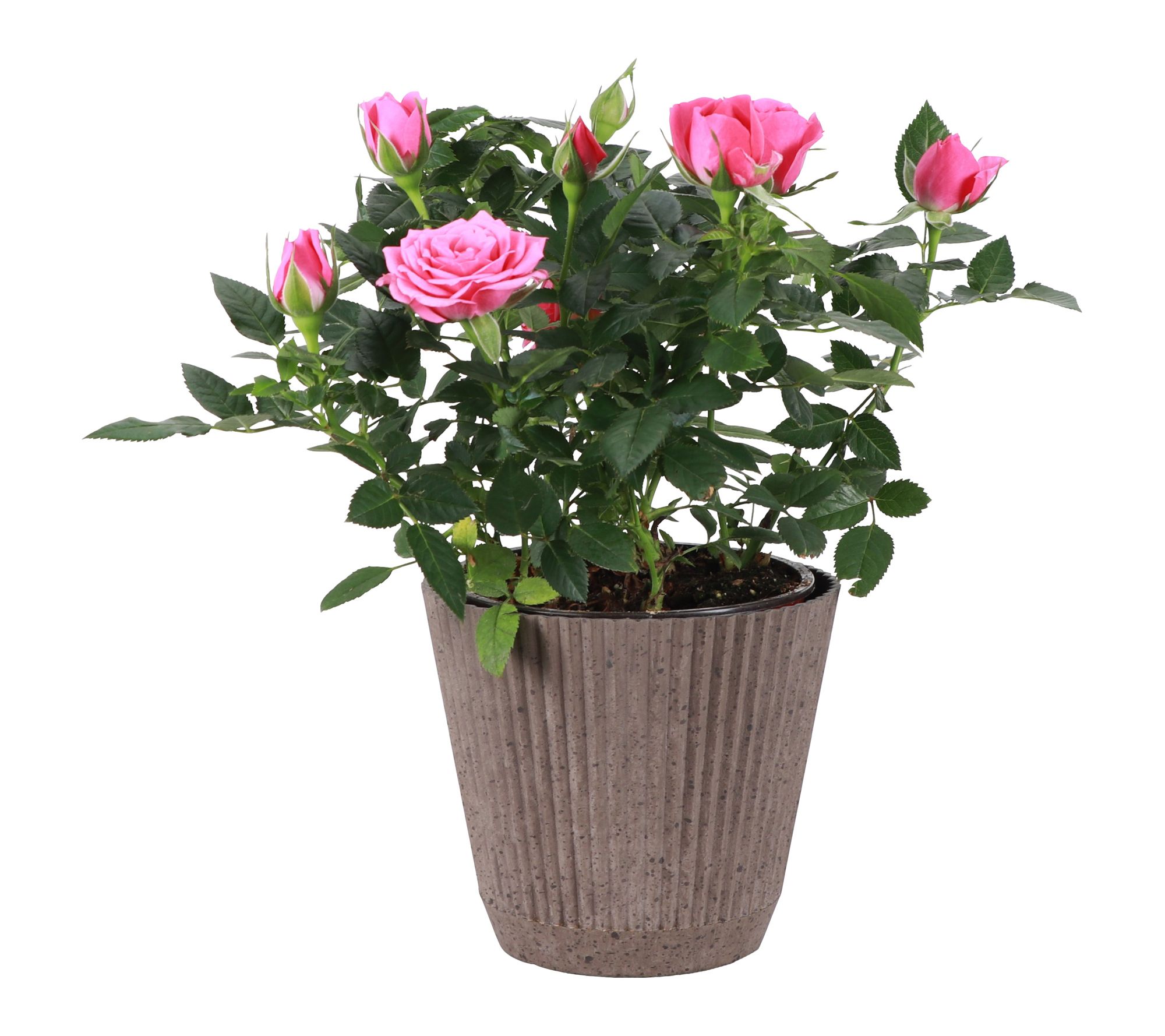 Thorsen's Greenhouse Live Pink Mini Rose Bush