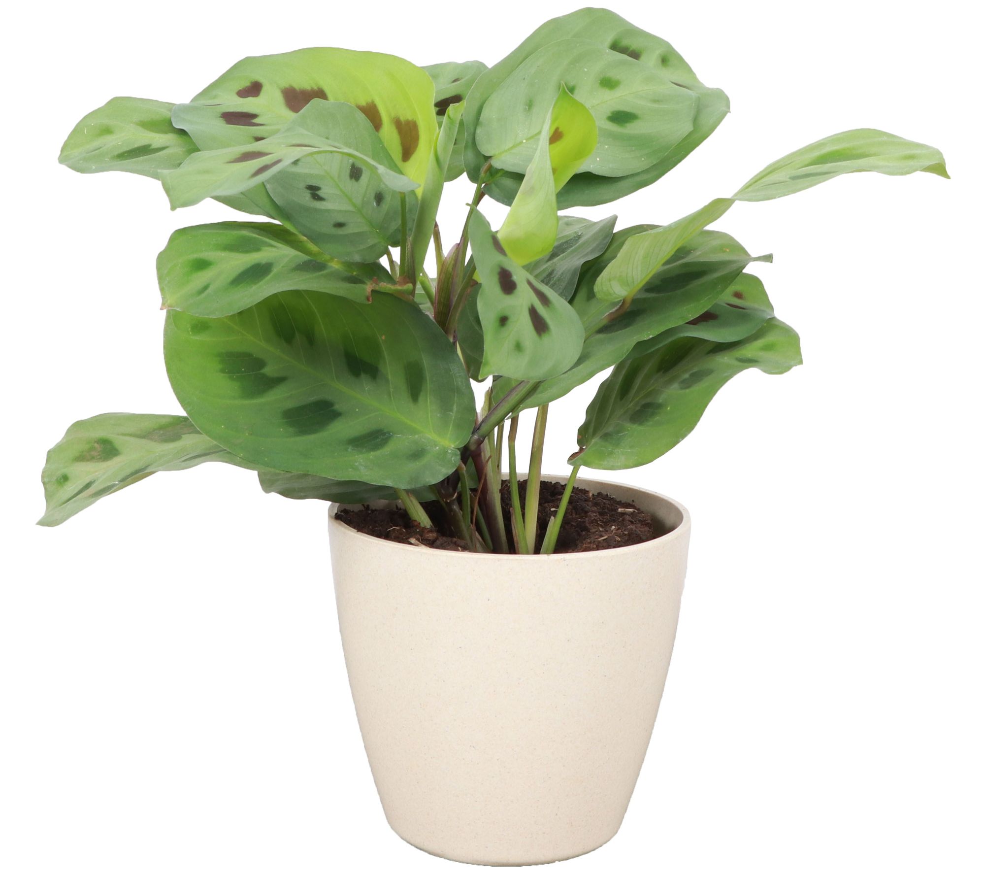 Thorsen's Greenhouse Live Green Maranta in Biodegradable Pot