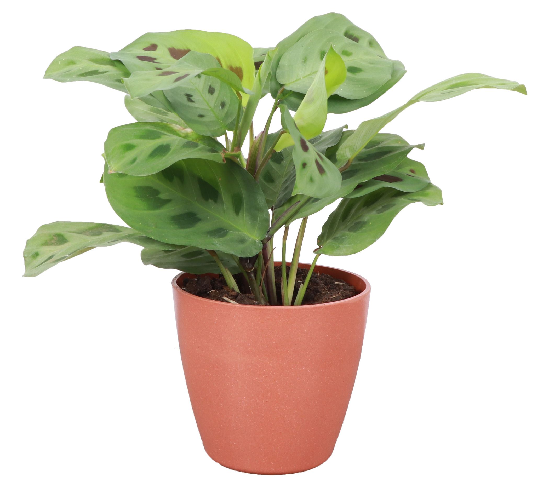 Thorsen's Greenhouse Live Green Maranta in Biodegradable Pot