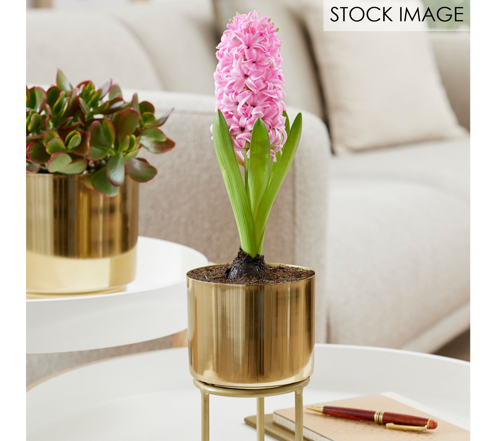 Van Zyverden Pre-Chilled Planted Hyacinth Pink Pearl & Planter