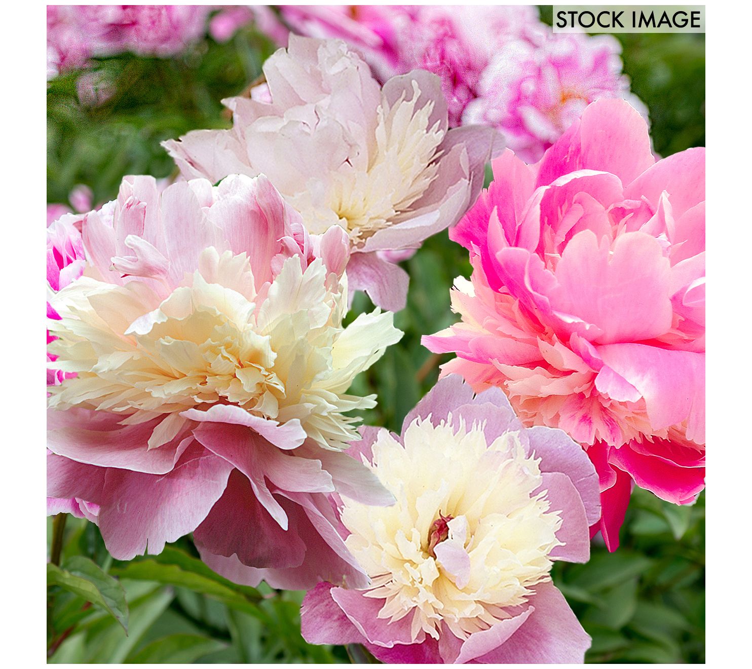 Van Zyverden Peonies Sorbet Set of 6 Roots