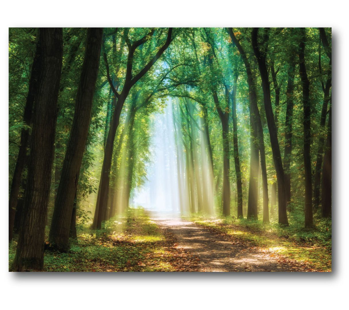 Courtside Market Enchanted Forest 11x14 CanvasWall Art
