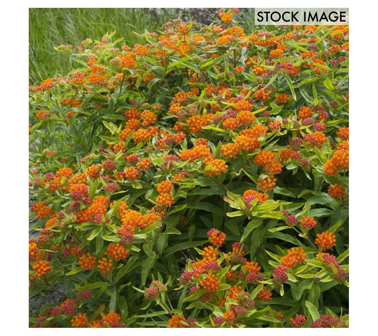 Van Zyverden Asclepias Tuberosa Support the Monarchs 3 Roots