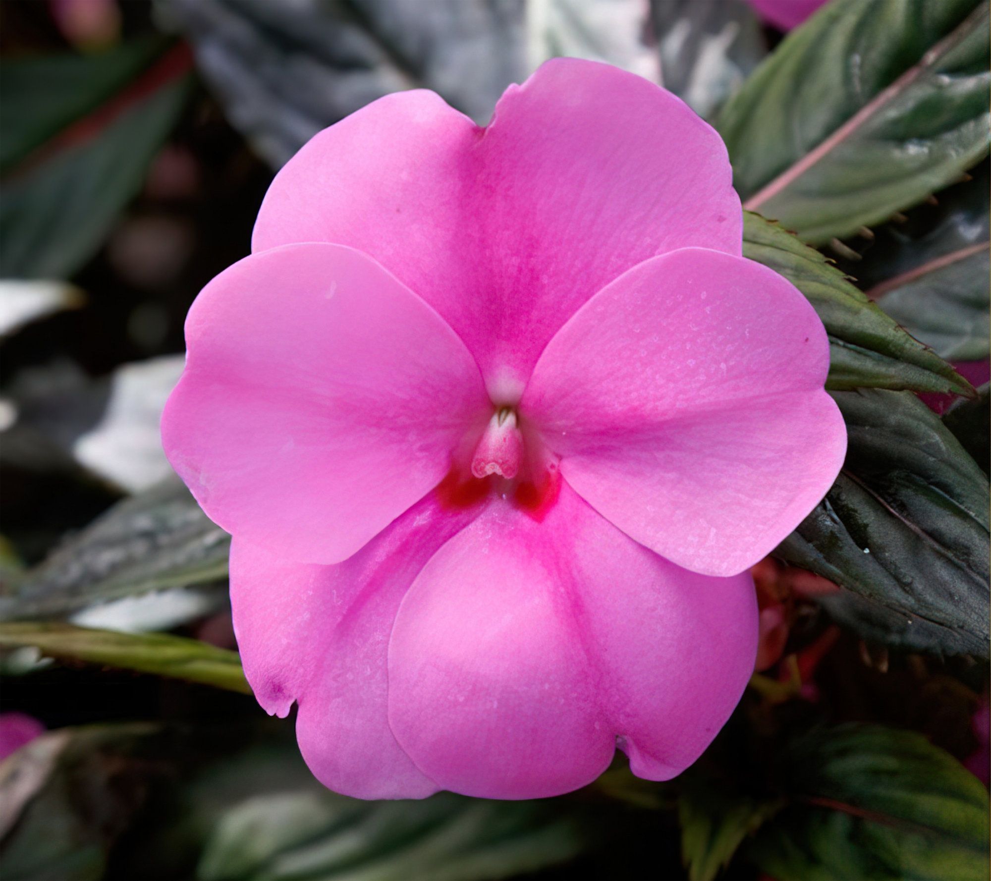 Cottage Farms 3pc Lavender Splash SunPatiens