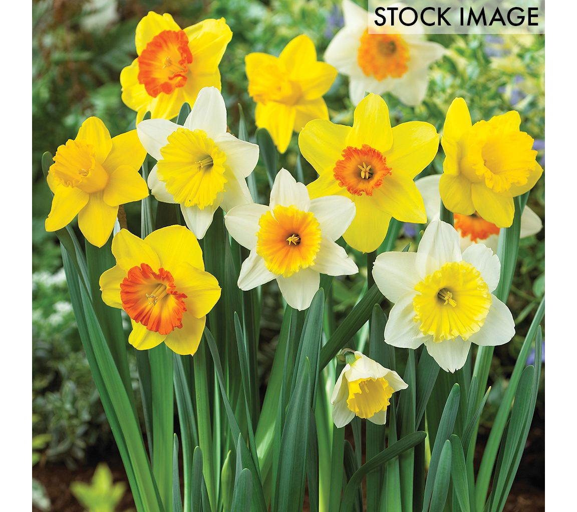 Van Zyverden Daffodils Trumpet and Cupped Mixture 15 Bulbs