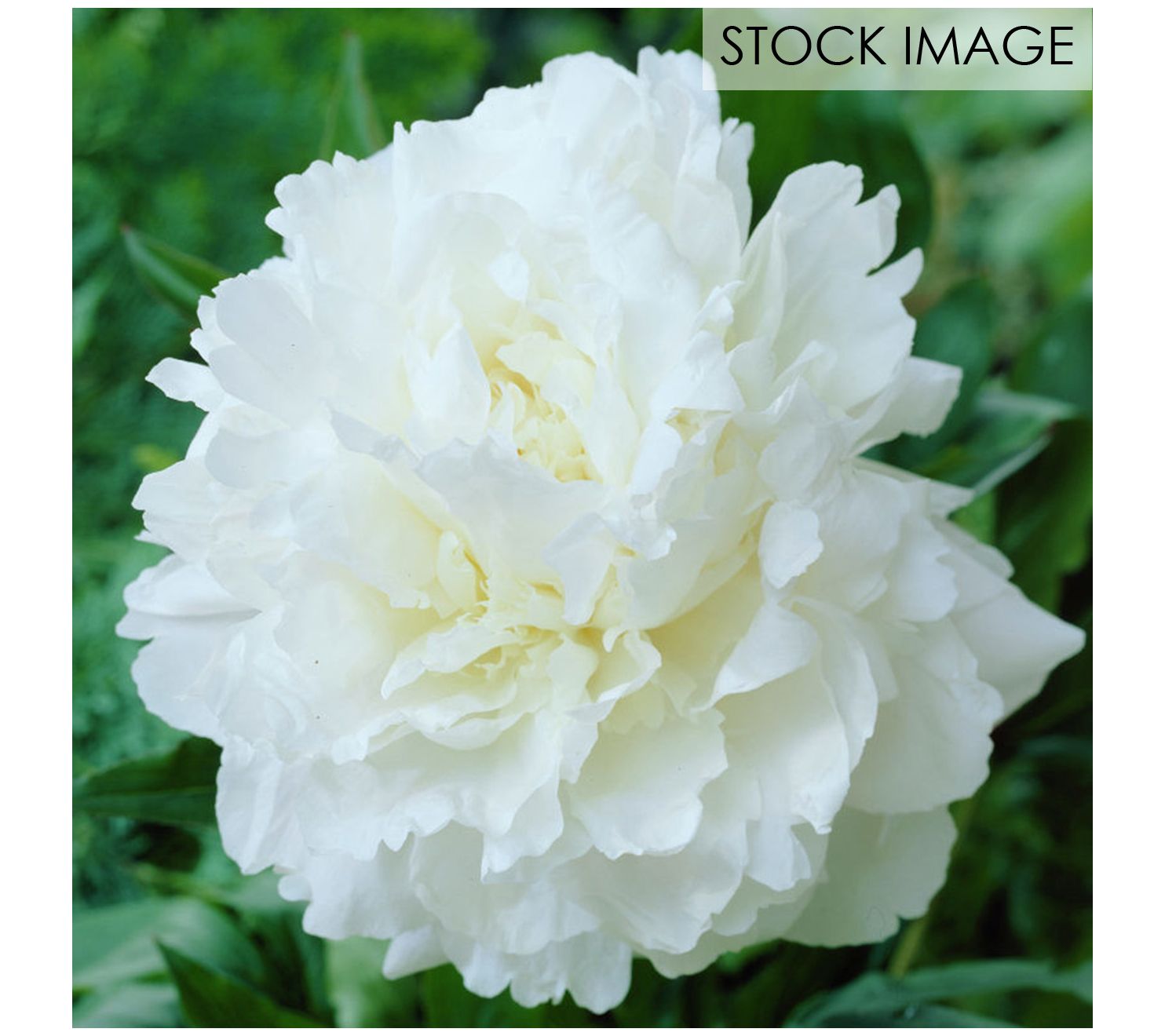 Van Zyverden Peonies Mother's Choice Set of 3 Roots