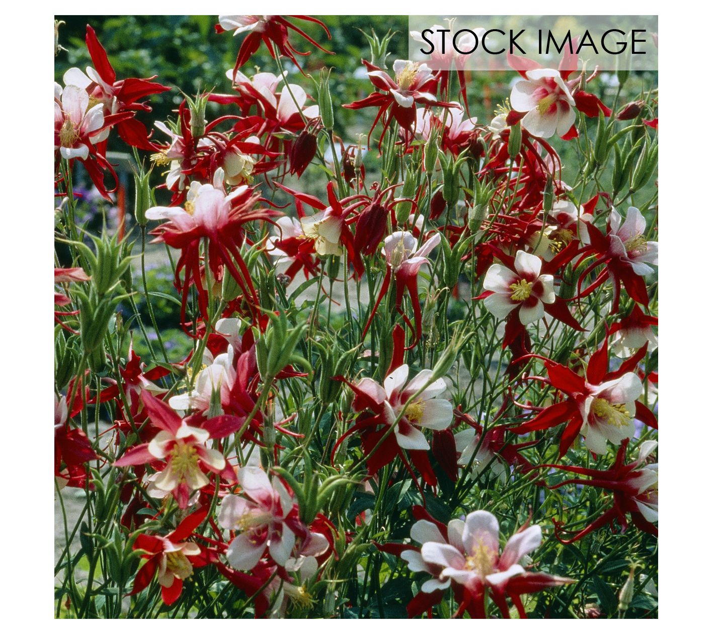 Van Zyverden Aquilegia Columbine Crimson Star Set of 5 Roots
