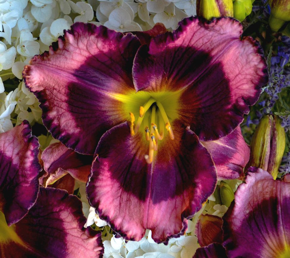 Cottage Farms 3Piece Storm Shelter Daylily