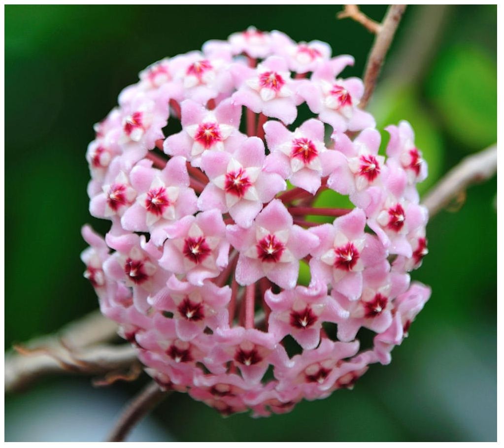 Cottage Farms Krimson Queen Wax Plant