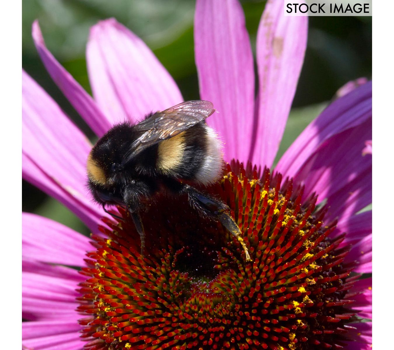 Van Zyverden Coneflowers Bumble Bee PollinatorSet of 5 Roots