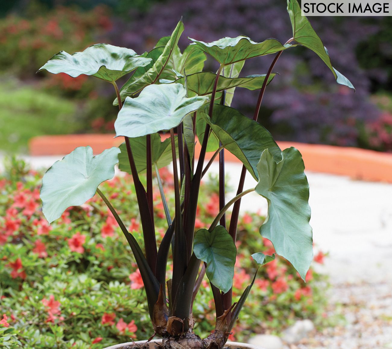 Van Zyverden Elephant Ears Black Stem Set of 1Bulb