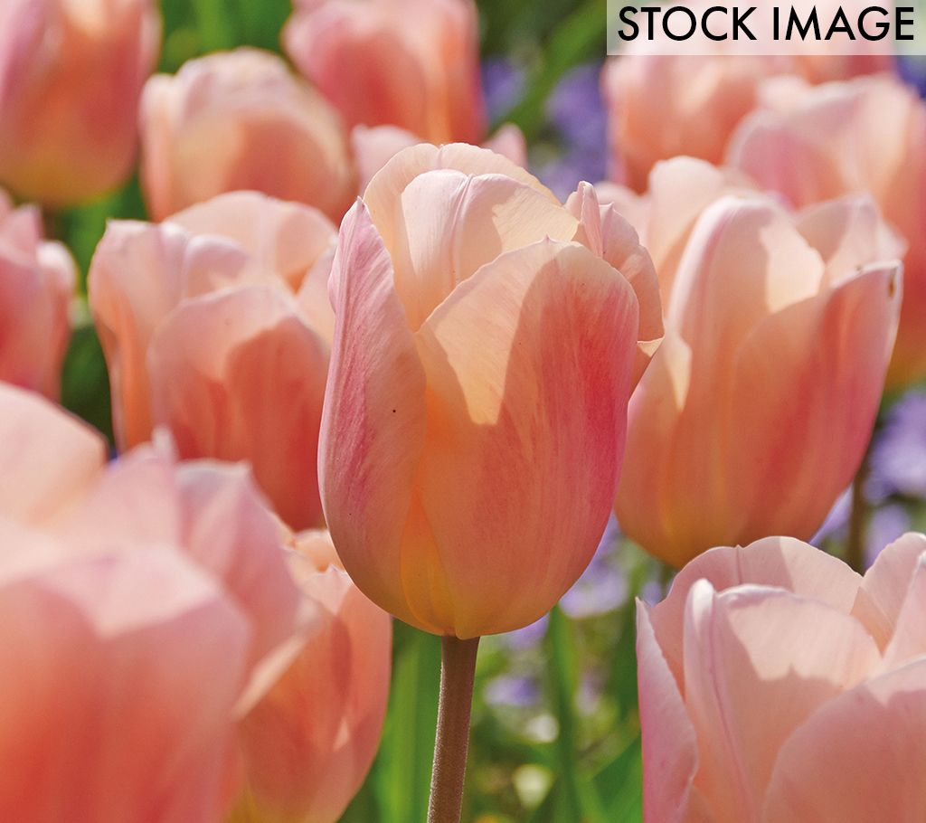 Van Zyverden Tulips Apricot Beauty, Set of 12 Bulbs