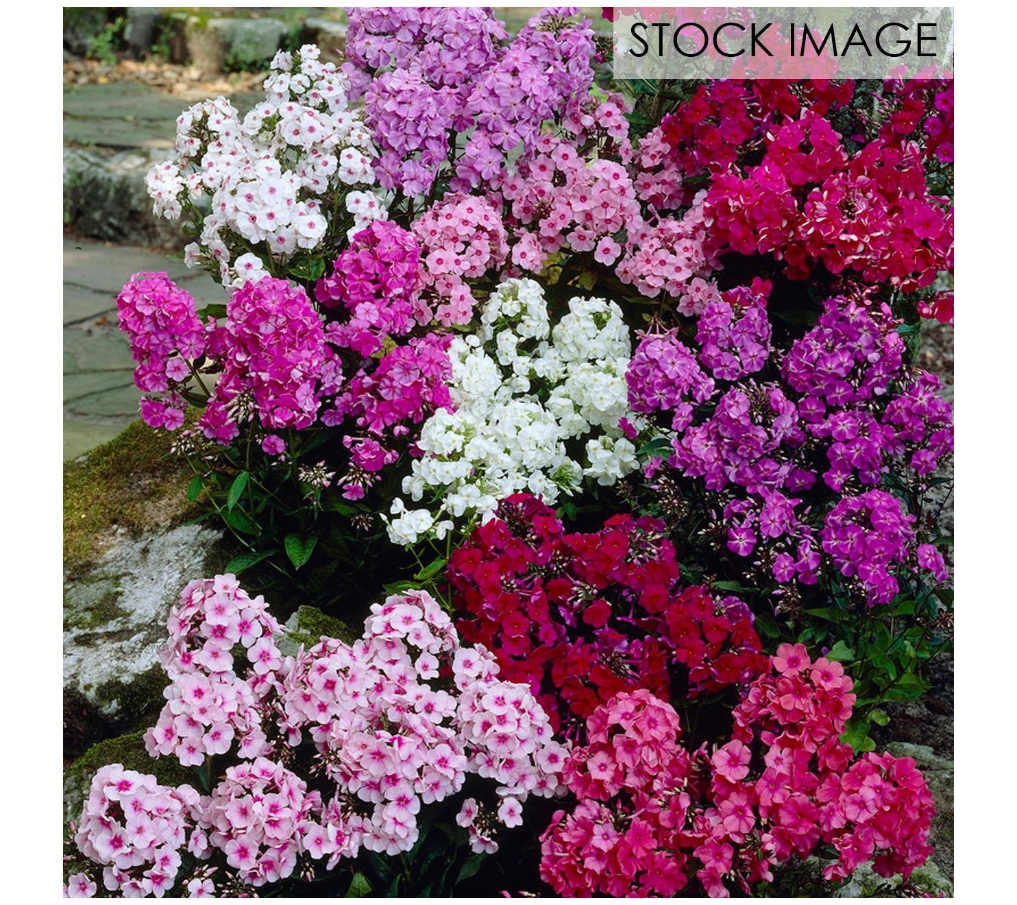 Van Zyverden Tall Phlox Mixed Set of 6 Roots
