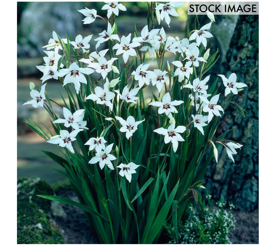 Van Zyverden Gladiolus Acidanthera Set of 25 Corms