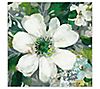 Courtside Market Anemone and Friends 16" x 16"Canvas Wall Art
