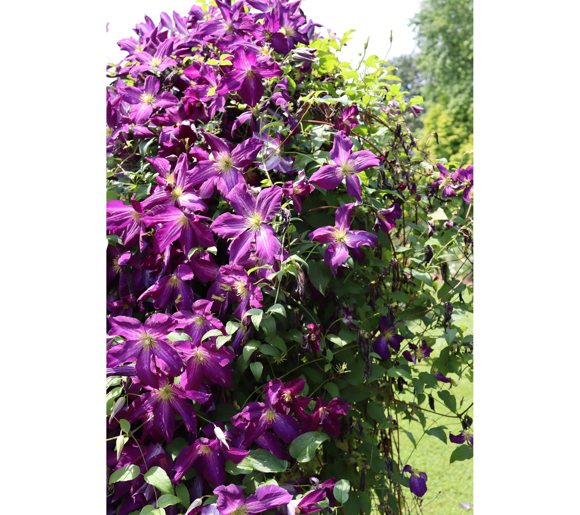 Roberta's Clematis Proven Winners Happy Jack Purple 1pc
